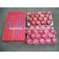 noms tous les fruits fuji apple